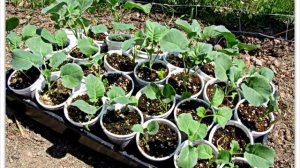 Выращивание капусты, все секреты отличного урожая от А до Я