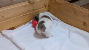 Щенкам французского бульдога 1 месяц. РКФ. #французскийбульдог #щенкифранцузскогобульдога #ркф