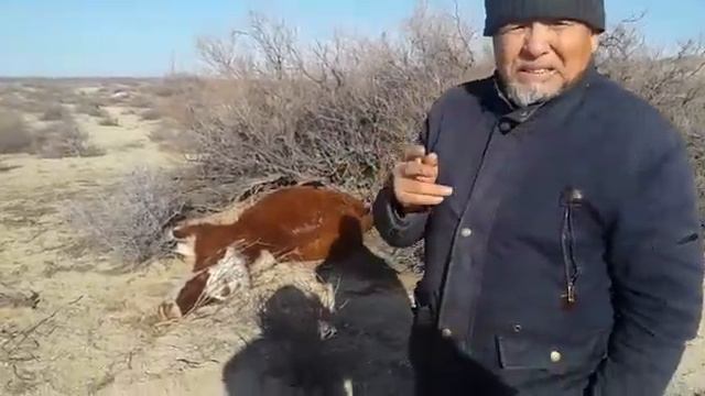 Новый случай бешенство в Мангистауской области. смотреть онлайн