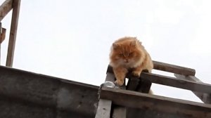 #Сибирские_кошки, кот да петух, лето и зима #Siberian_cats and  #kittens