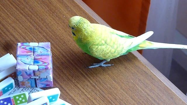 ВЕСЕЛЫЙ ПОПУГАЙ ТОША ИГРАЕТ С КУБИКОМ / КАК ВЕСЕЛО ИГРАЕТ ВОЛНИСТЫЙ ПОПУГАЙ / зеленый попугайчик TV