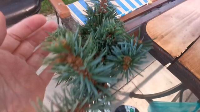 Распаковка посылок с хвойными растениями из ин-т магазина Опт-хоз! Обзор. Август 2022 смотреть онлайн