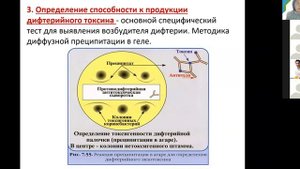 С. А. Лисовская. Коринебактерии. Возбудитель дифтерии. Бордетеллы. Медицинская биохимия.