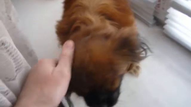 Джессика. Любимое место наблюдения-на подоконнике смотреть онлайн