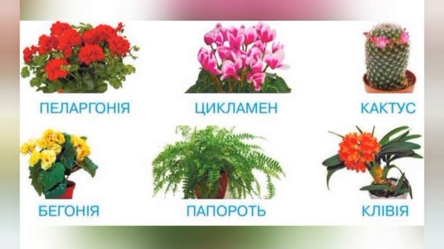 Ознайомлення з природним довкіллям:"Кімнаті рослини"(середня група) смотреть онлайн