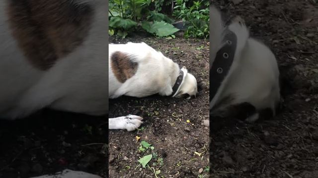 Алабай Алтай откапывает заначку смотреть онлайн