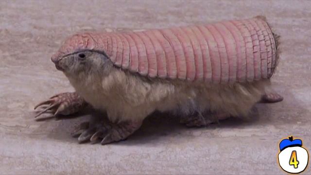 9 Dumbest Animals Ever смотреть онлайн