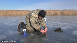 В ЭТОМ БОЛОТЕ МНОГО ЩУКИ. Атака щуки на живца. ПОДЛЁДНОЕ ВИДЕО. Зимняя рыбалка на жерлицы.