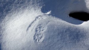 Следы зверей РЫСЬ Eurasian Lynx