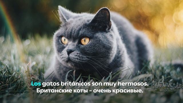 Артикли в испанском языке. Часть 3/10. Использование определённых артиклей el, la, los, las смотреть онлайн