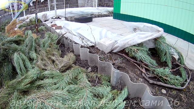 Весенние работы на винограднике.Когда открывать виноград после зимовки.Виноградник весной.
