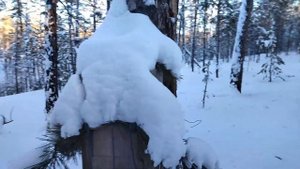 Охота на соболя. Закрытие, спускаю ловушки.