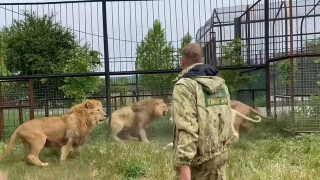 Разгоняет львов тапком. Олег Зубков. Тайган