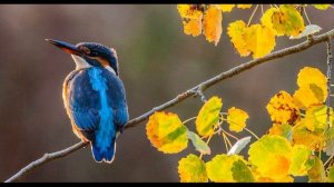 А  Плещеев  Дети и птичка #стихиобосени #поэты19века