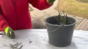 Посадка розы с открытой корневой системой