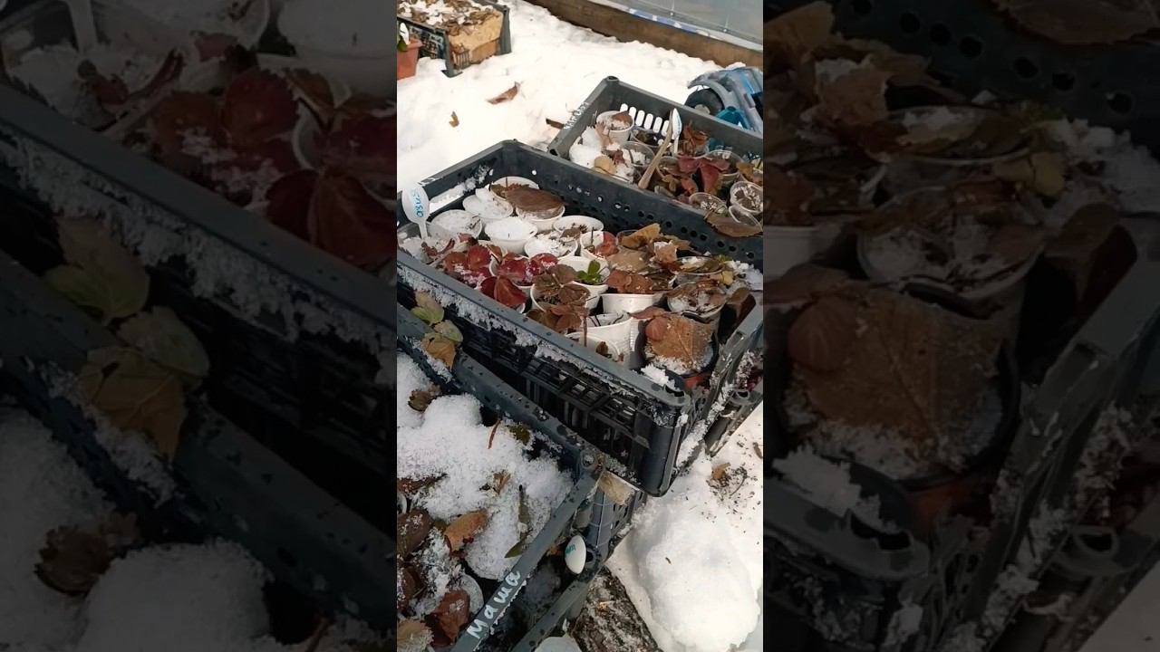 Достаю саженцы из зимнего укрытия