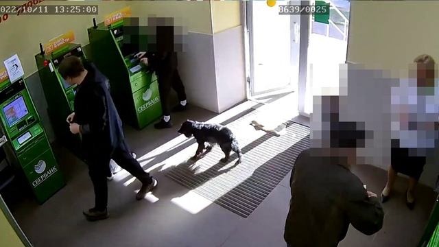 В Комсомольске полицейские задержали подозреваемых в нанесении телесных повреждений и краже смотреть онлайн