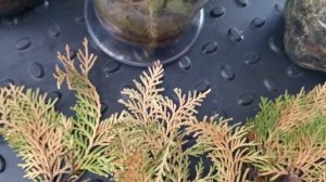 #орхидеи Заключительная серия по укоренению орхидеи из Тайланда.Удачи и неудачи зимнего укоренения!