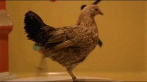 Курицы танцуют под музыку