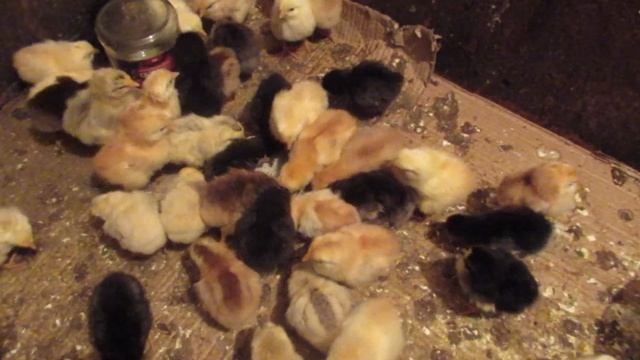 Суточные цыплята.