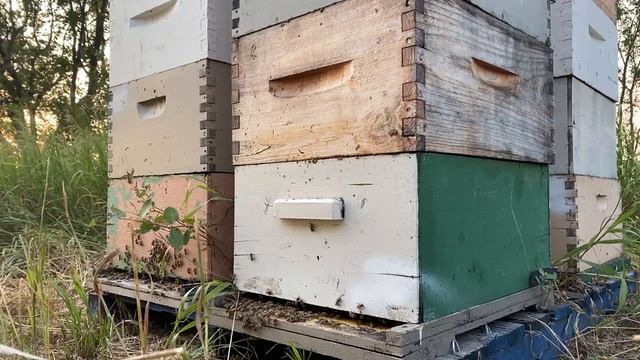 Beehive Time Lapse at Prairie Bee Meadery | Cool stuff in Saskatchewan | Moose Jaw Canada's Most No смотреть онлайн