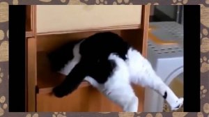 Толстые коты 2017! Вы только посмотрите. Приколы с котами