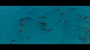 Дельфины играю и прыгают по волнам в Австралии