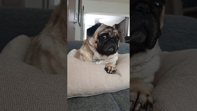 У КОКОСА гости! смотреть онлайн