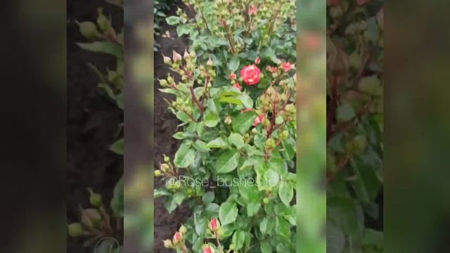 Файер Флеш Fair Flash смотреть онлайн