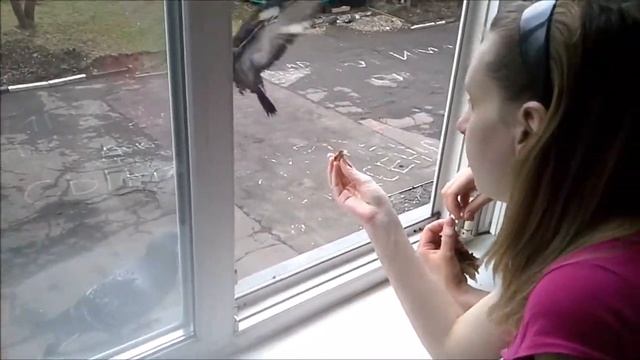 Палата №6 и голуби смотреть онлайн