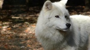 Polarwolf (Canis lupus arctos)