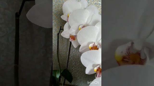 Орхидея phal. Alabaster в полном роспуске.#орхидеи #phalenopsis