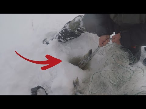 Я БРАКОНЬЕР?? ЛОВЛЮ СЕТЯМИ. Судак на Финском заливе. Рыбалка в Ленинградской области. смотреть онлайн