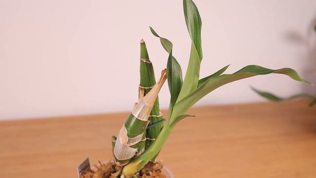 Orchid Update // Schwerter Order 2 Year Update смотреть онлайн