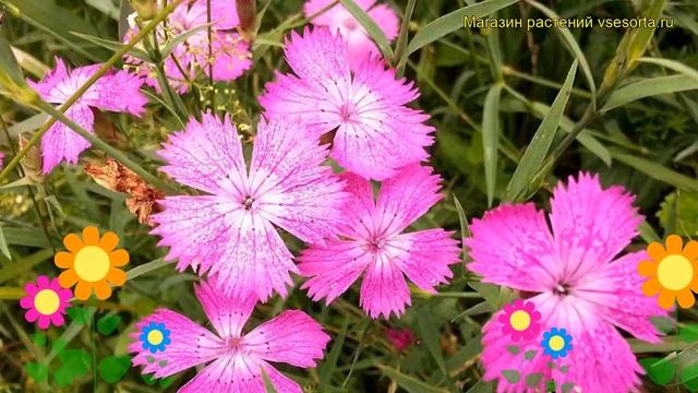 Гвоздика фишера. Краткий обзор, описание характеристик, где купить саженцы dianthus fischeri смотреть онлайн