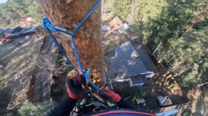 Удаление Сосны 25 метров с завешиванием макушки | Арбористика