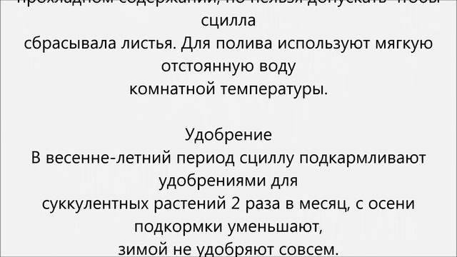 Сцилла уход