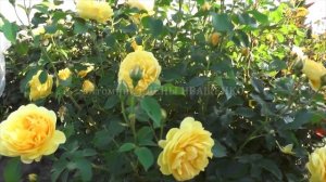 Роза ГРЭХАМ ТОМАС (Graham Thomas) начало цветения