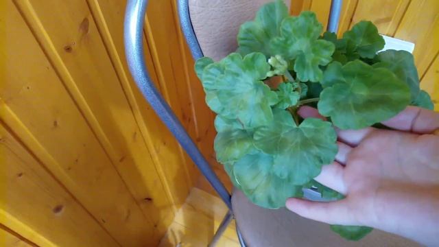 Мои комнатные растения Июнь 2019 Растения на балконе смотреть онлайн