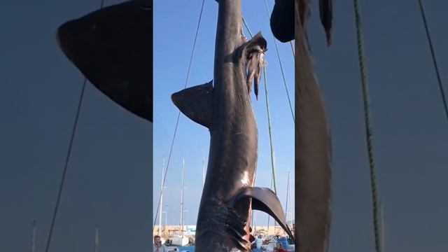 Urla'da yakalanan büyük camgöz köpek balığı Cetorhinus maximus avlanması bir türdür. #shorts #shark смотреть онлайн
