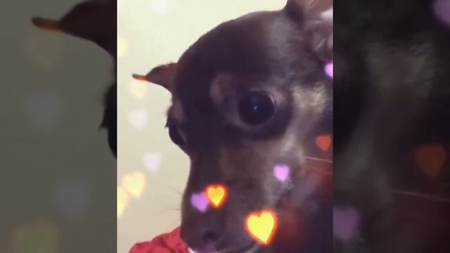 Chihuahua rabioso se pone tierno