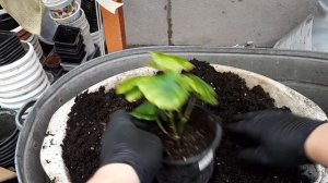 Черенки БЕГОНИЙ осенью. СОХРАНИТЬ до весны и размножить!