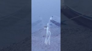 " ДЕРЖИ МЕНЯ ЗЕМЛЯ" -  А. Эгромжан