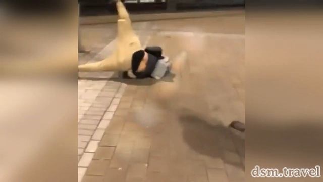 ВиДюШкИ пРиКоЛюШкИ