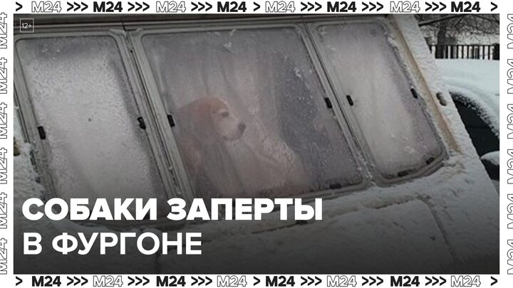 Фургон с запертыми собаками обнаружили в Бескудниковском районе столицы - Москва 24
