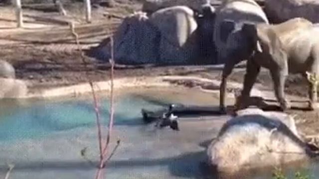 Гуси вообще боятся чего-то!? / Geese are not afraid of anything смотреть онлайн