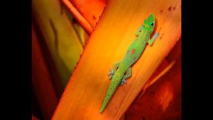 Фельзума широкохвостая и все о ней