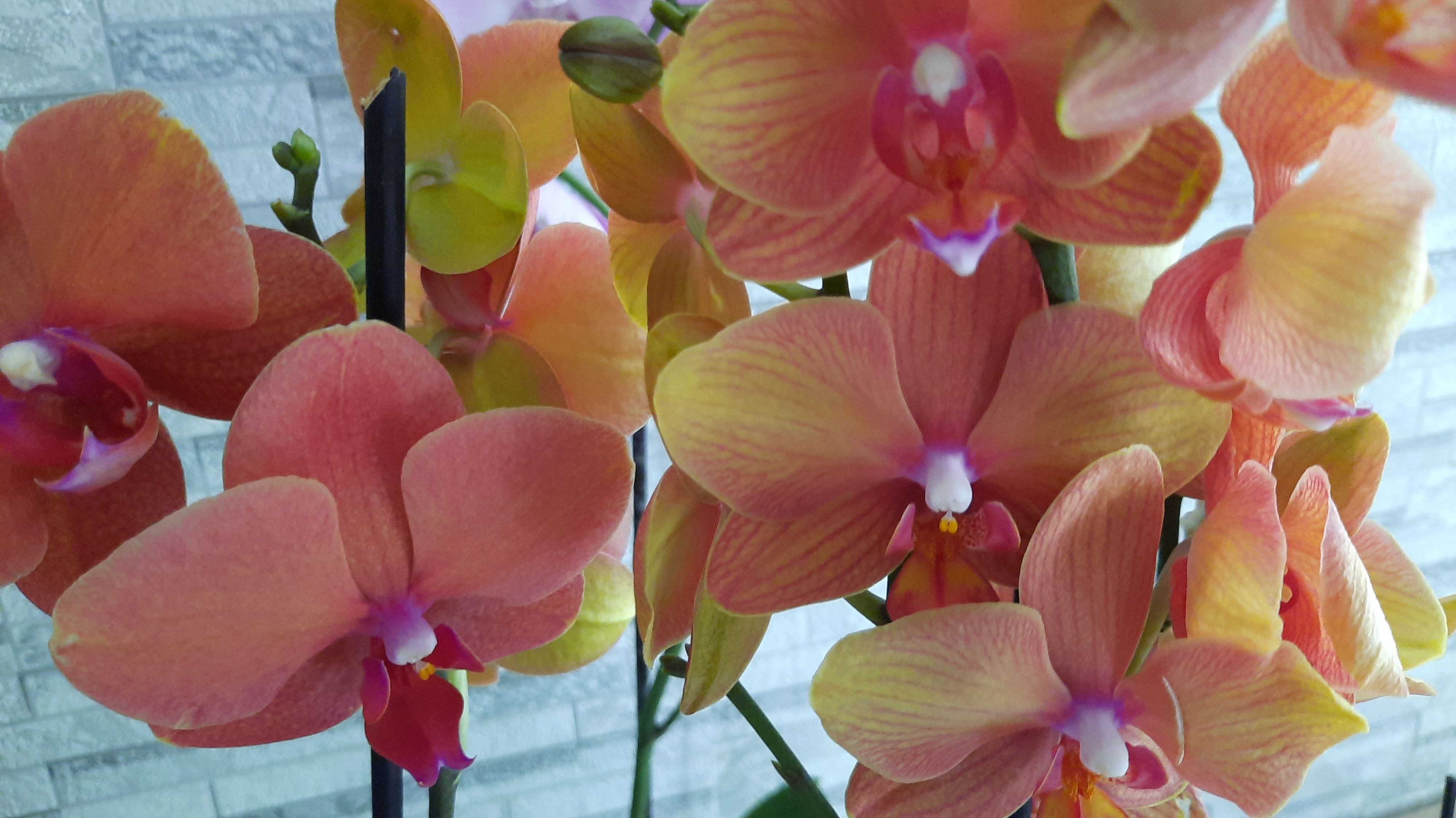 Купить орхидею в орле