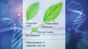 Биология 7 кл Пасечник $24 Внешнее строение листа