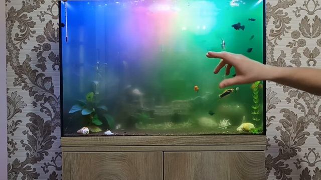 Что делать, если помутнела вода в аквариуме?#как победить муть в аквариуме?#